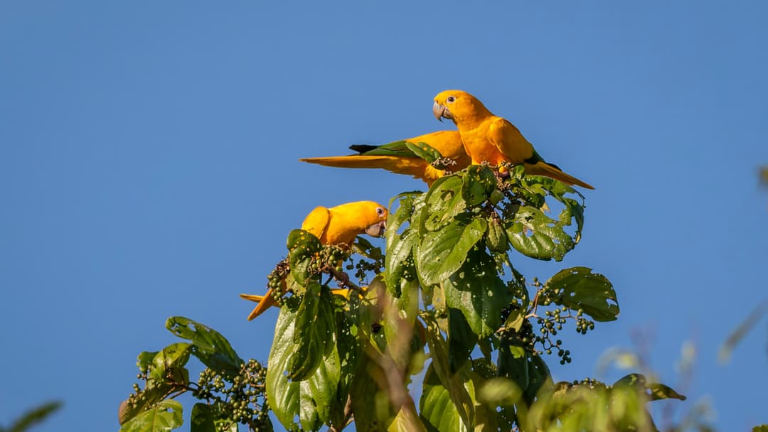 Conservação da biodiversidade